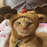 Entry image for Tucker