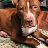 Entry image for Peter Beans