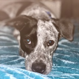 Entry image for Frida K