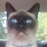 Entry image for Mr. Blue