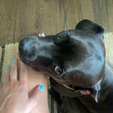 Entry image for Walter (velveteen rescue)