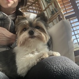 Entry image for GiGi