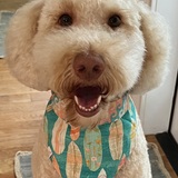 Entry image for Pringles 