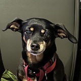 Entry image for BP for Birthday Present