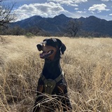 Entry image for Layla