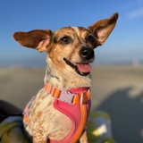 Entry image for Poppy