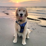 Entry image for Dooley