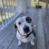 Entry image for Willie