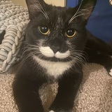 Entry image for Salvador Dali