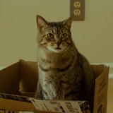 Entry image for Fluffy