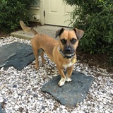 Entry image for Marty