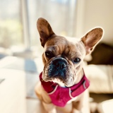 Entry image for Glacier