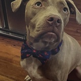 Entry image for Percy