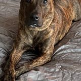 Entry image for Birk