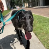 Entry image for Ralfie