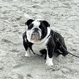 Entry image for Angus