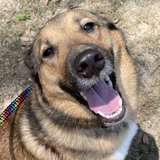 Entry image for Bellatrix Rose