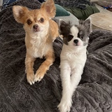 Entry image for Beanie & Bruce