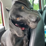 Entry image for Trixie 