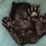 Entry image for Bear