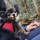 Entry image for Poppy