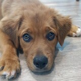 Entry image for Calli