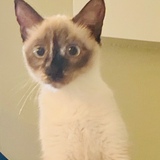 Entry image for Rose