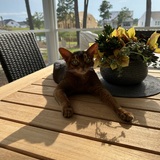 Entry image for Nala