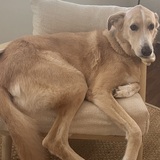 Entry image for Cappy