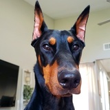 Entry image for Triton 