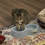 Entry image for Remy 