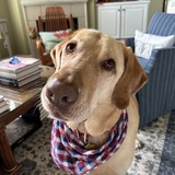 Entry image for Boogie