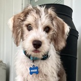 Entry image for Pogue