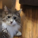 Entry image for Sammy