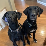 Entry image for Shelby and JackJack 