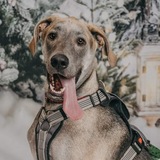 Entry image for Buckeye