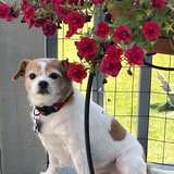 Entry image for Daisy