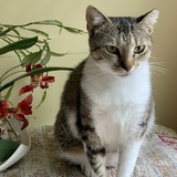 Entry image for Millie