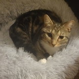 Entry image for Lola