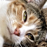 Entry image for Theodore 