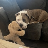 Entry image for Rocky