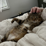 Entry image for Fooferington