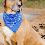 Entry image for Griffin