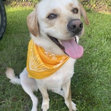 Entry image for Teddy