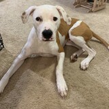 Entry image for Charlie