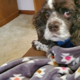 Entry image for Sarge