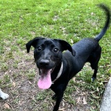 Entry image for Opal