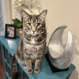 Entry image for Sprig