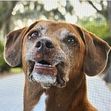 Entry image for Hershey