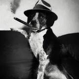 Entry image for Apollo